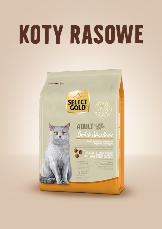 Koty rasowe