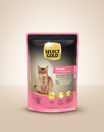 select gold kitten 340x433px